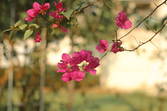 Khám phá vẻ đẹp đầy ấn tượng của Hà Nội tại Học viện Nông nghiệp Việt Nam 8