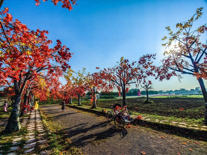 Thảo nguyên hoa Long Biên, không gian thơm ngát, rực rỡ ở Hà Nội 3