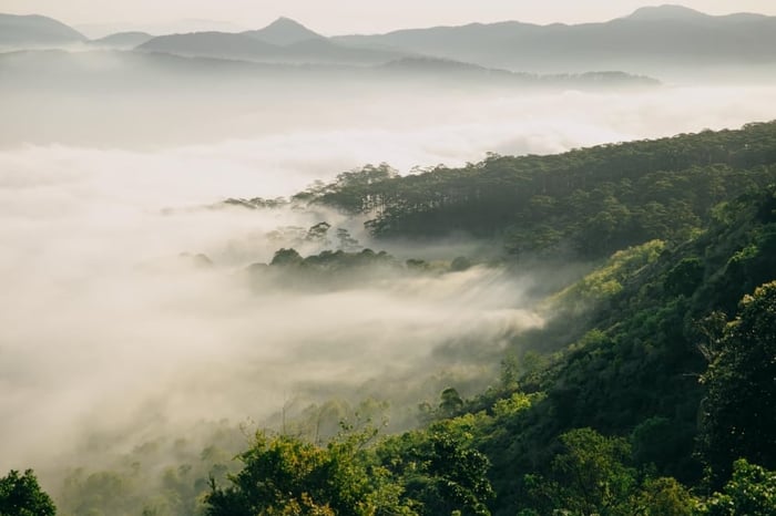 Đồi chè Cầu Đất