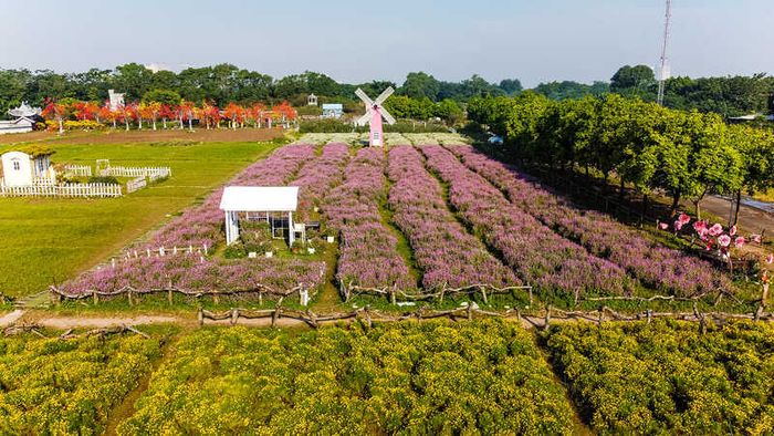 Thảo nguyên hoa Long Biên, không gian thơm ngát, rực rỡ ở Hà Nội 7