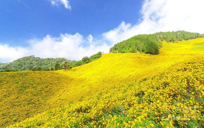 Mọi kinh nghiệm săn hoa dã quỳ Ba Vì đều được chia sẻ đầy đủ