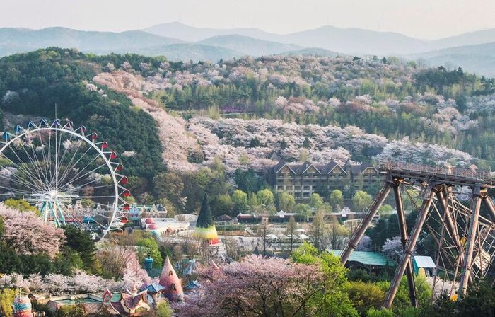 Trải nghiệm độc đáo tại Everland Hàn Quốc