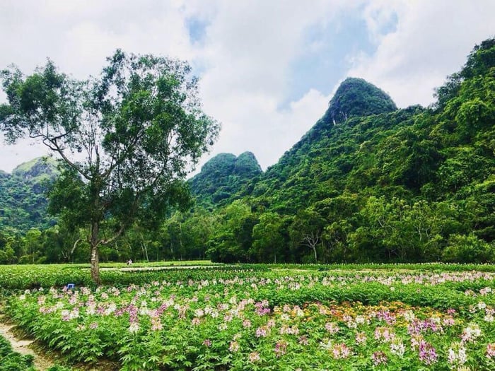 Mật ong rừng ở Cát Bà - sản phẩm quý của Hải Phòng 2