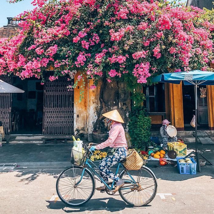 Chìm đắm trong vẻ đẹp mê hoặc của giàn hoa giấy ở Hội An – Điểm đến quen thuộc của hàng ngàn du khách trên con phố cổ