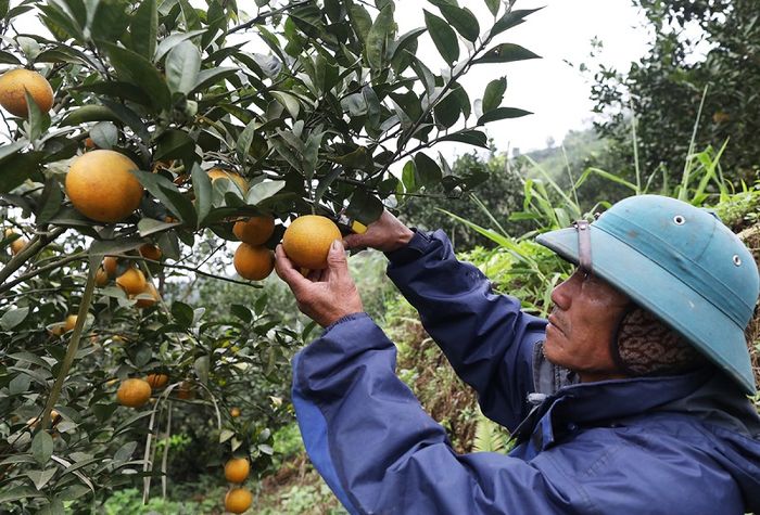 Cam Cao Phong, loại cam ngọt ngào đặc sản nổi tiếng từ đất Hòa Bình.