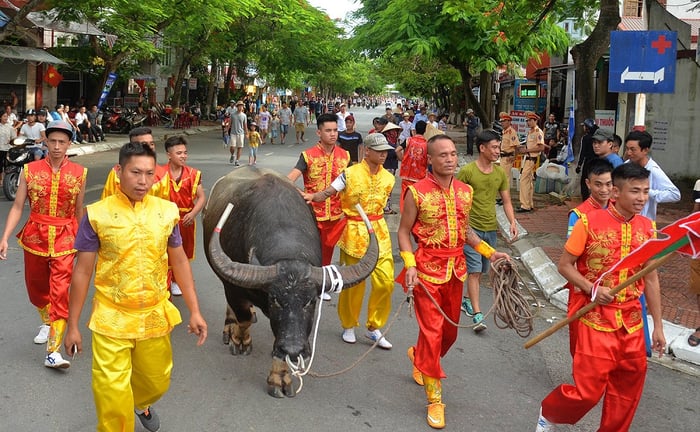 Khám phá Lễ hội chọi trâu ở Hải Phòng - Một lễ hội truyền thống đã tồn tại từ lâu