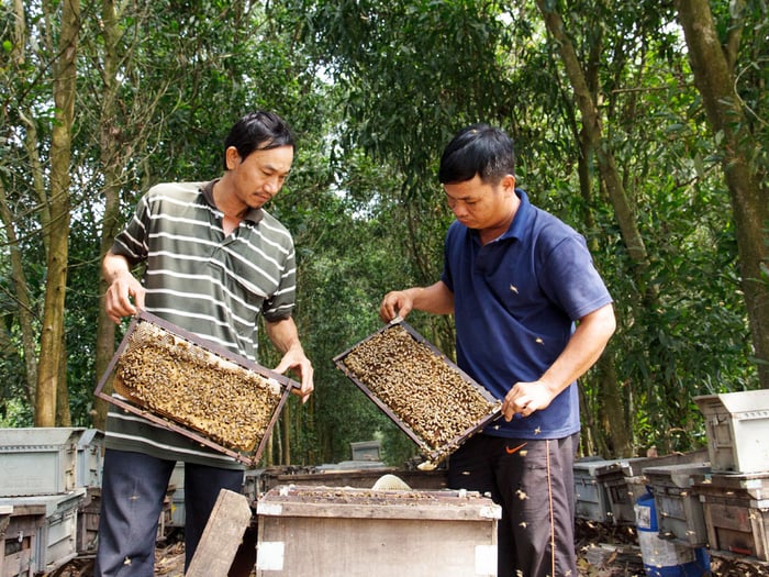 Mật ong rừng Cát Bà có màu vàng đậm, đặc sánh và thơm ngon, mang lại giá trị dinh dưỡng cao cho người tiêu dùng. Giá của nó dao động từ 250.000 đến 1.500.000 đồng trên thị trường, thu hút rất nhiều người mua.