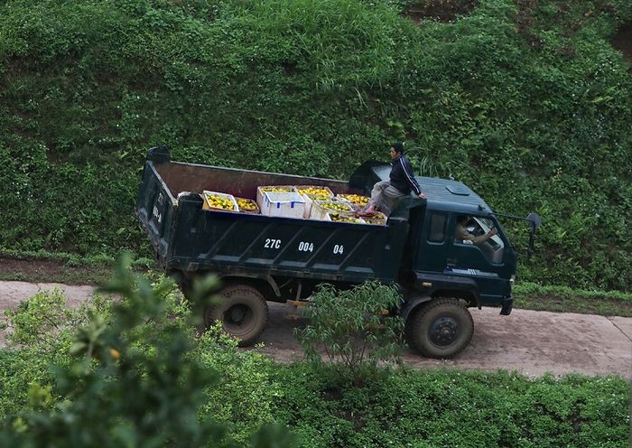 Cam Cao Phong, một trong những đặc sản nổi tiếng và được ưa chuộng từ đất Hòa Bình.