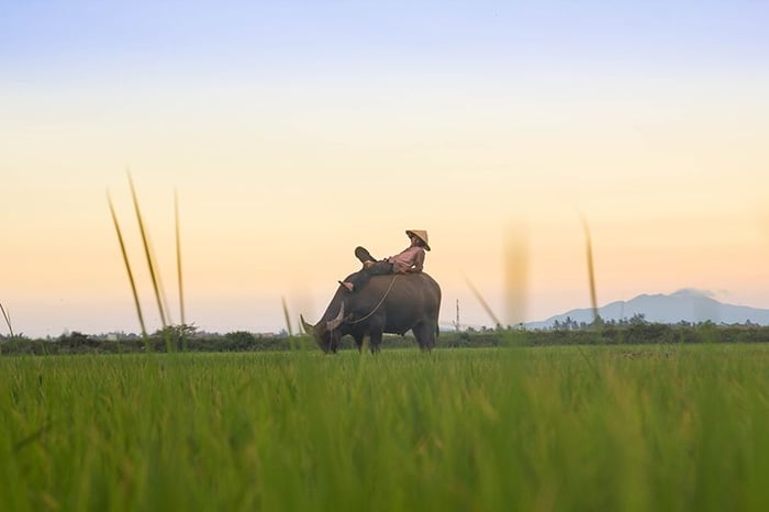 Một ngày khám phá làng quê Hội An yên bình và đáng nhớ 2