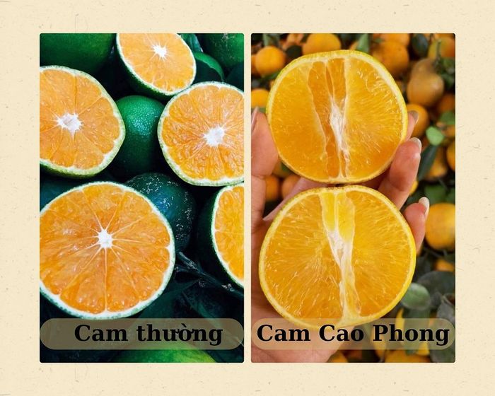 Cam Cao Phong, đặc sản ngọt ngào nổi tiếng từ đất Hòa Bình.