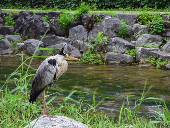 Khám phá suối Cheonggyecheon, một ốc đảo xanh mát giữa lòng Seoul 5