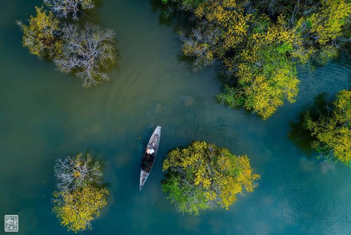 Rừng ngập mặn Rú Chá là một điểm đến xanh tươi của Huế.