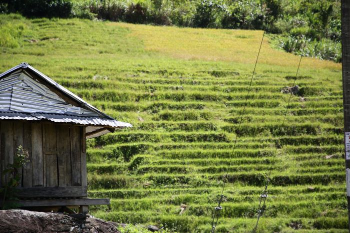 Ngắm Ruộng bậc thang Ngọc Linh đẹp mê hồn trên cao nguyên hùng vĩ 6