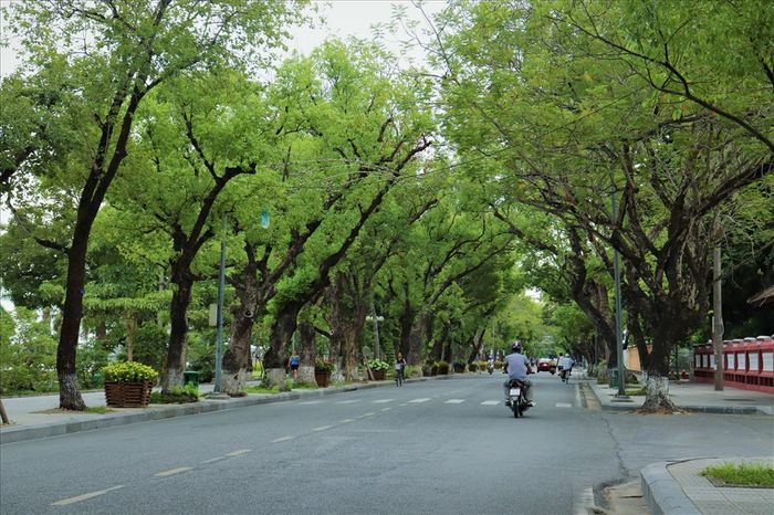 Khám phá con đường “Phượng bay” Đoàn Thị Điểm, điểm đến nổi tiếng của Thành phố Huế, nơi mơ mộng