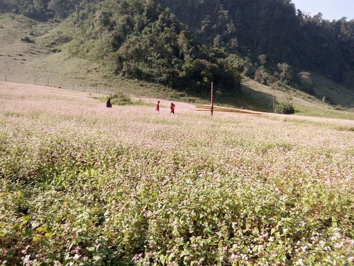 Bất ngờ trở thành một người yêu đời khi đứng trước vườn hoa tam giác mạch Lóng Luông.