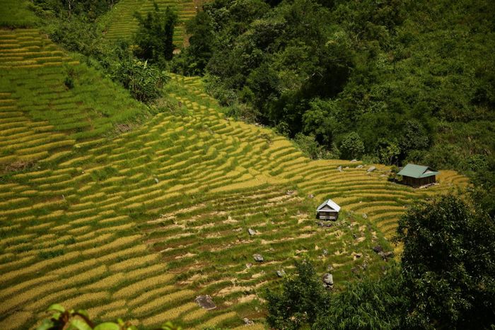 Ngắm Ruộng bậc thang Ngọc Linh đẹp mê hồn trên cao nguyên hùng vĩ 4