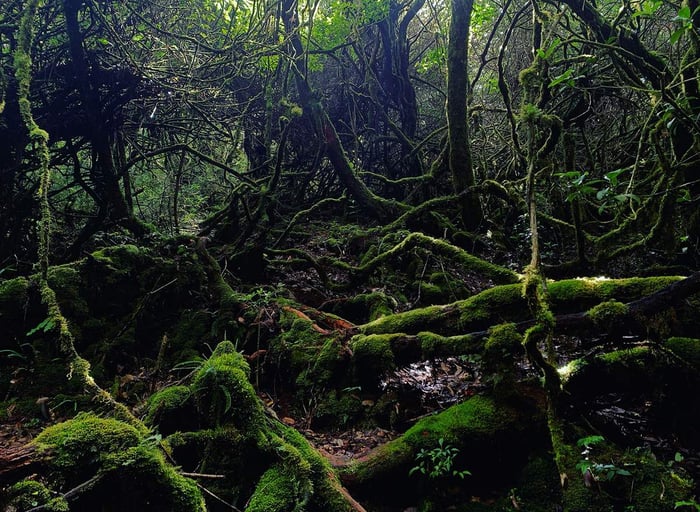 Hành trình trekking núi Ngọc Linh, chinh phục đỉnh cao Tây Nguyên 10