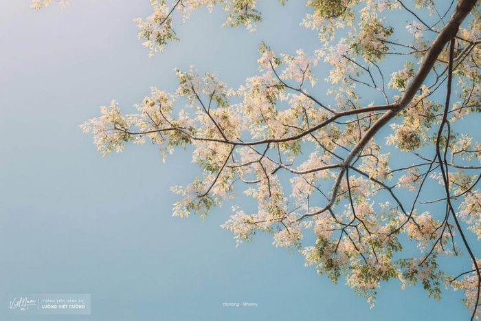 Cầu vòm Đồn Cả như một cảnh trong phim thực tế, đẹp đến không ngờ