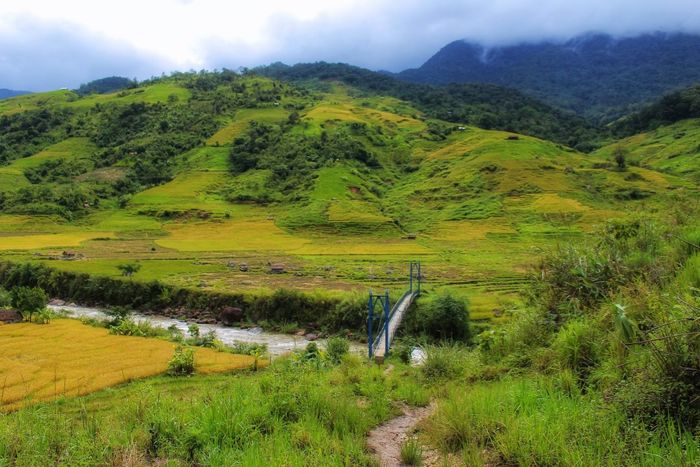 Thưởng ngoạn vẻ đẹp của mùa lúa chín trên núi Ngọc Linh Kon Tum sẽ làm cho bạn bị cuốn hút.