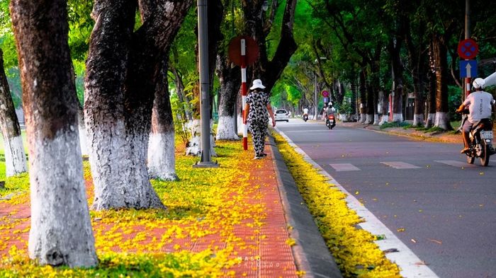 Khám phá con đường “Phượng bay” Đoàn Thị Điểm, điểm đến nổi tiếng của Thành phố Huế mơ mộng 4