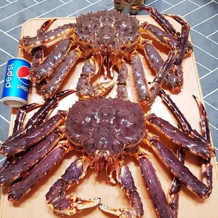 Hãy đến Nhà hàng Queen's Crab Huế để thưởng thức cua hoàng đế ngon lành!