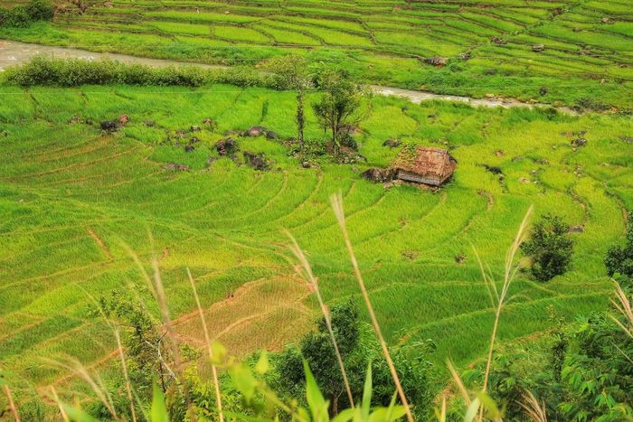 Thưởng ngoạn mùa lúa chín trên núi Ngọc Linh Kon Tum sẽ khiến bạn bị đắm chìm trong cảm xúc.