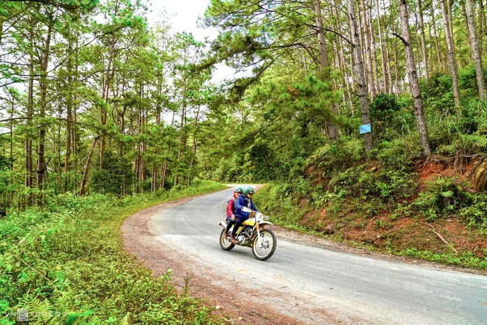 Khám phá rừng thông Măng Đen, điểm đến 'Đà Lạt thứ hai' của Tây Nguyên