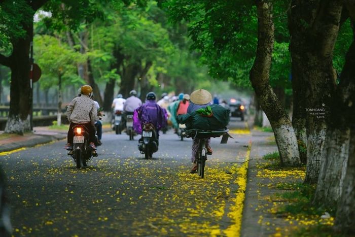 Khám phá con đường “Phượng bay” Đoàn Thị Điểm, điểm đến nổi tiếng của Thành phố Huế, nơi mơ mộng