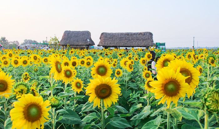 7 điểm check-in vườn hoa hướng dương hot nhất tại Huế