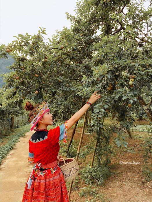 Khám phá thung lũng mận Mu Nấu - Rừng hoa mận tại cao nguyên Mộc Châu 9