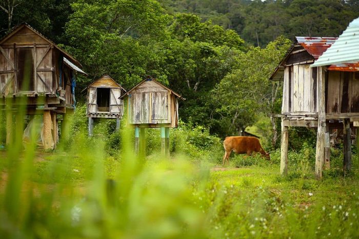 Ruộng bậc thang làng Kon Tu Rằng - Bình yên trên cao nguyên thơ mộng 4