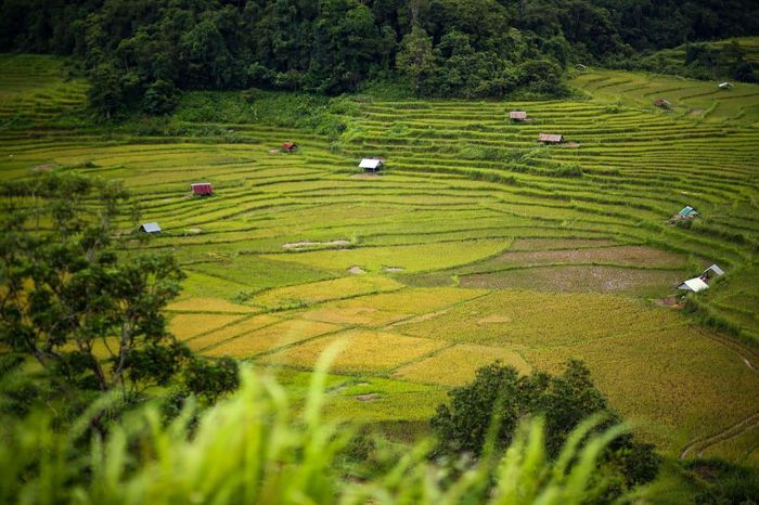 Ruộng bậc thang làng Kon Tu Rằng - Nơi yên bình trên cao nguyên thơ mộng