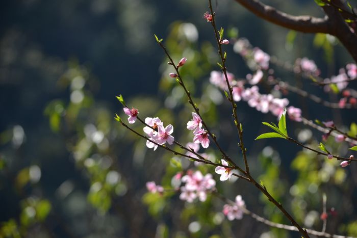 Thời điểm Thung lũng mận Mu Nấu đẹp nhất thường là vào mùa hoa mận nở, thường sau Tết Nguyên đán. Tuy nhiên, thời điểm này có thể thay đổi mỗi năm tùy thuộc vào tình hình thời tiết. Nếu không có nhiều thời gian, bạn có thể thuê xe ôm của dân địa phương để đến Mu Náu tham quan và chụp ảnh rồi quay về. Giá xe ôm khoảng 100.000đ/người.