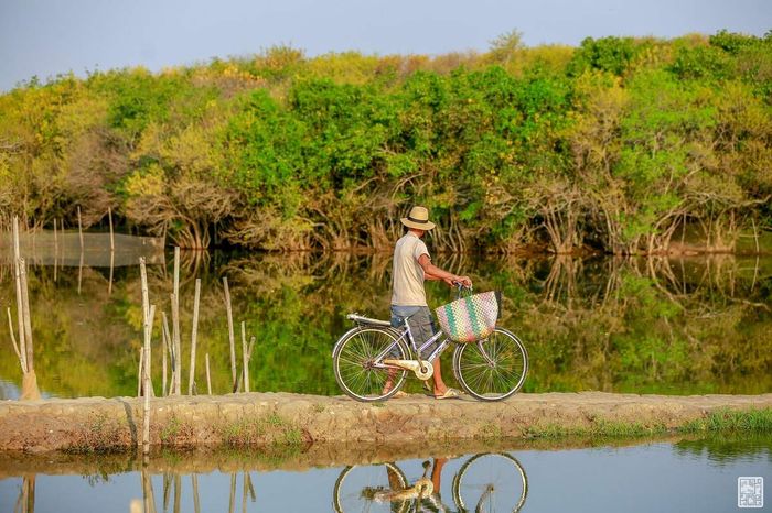 Rừng ngập mặn Rú Chá tươi thắm bước giữa trái tim xanh của Huế 4