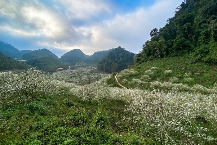 Khám phá thung lũng mận Mu Nấu - Rừng hoa mận tại cao nguyên Mộc Châu 3