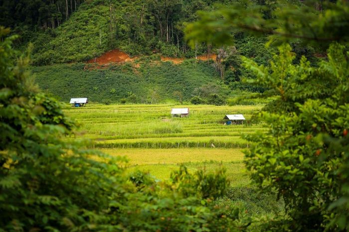 Ruộng bậc thang làng Kon Tu Rằng - Nơi yên bình trên cao nguyên thơ mộng