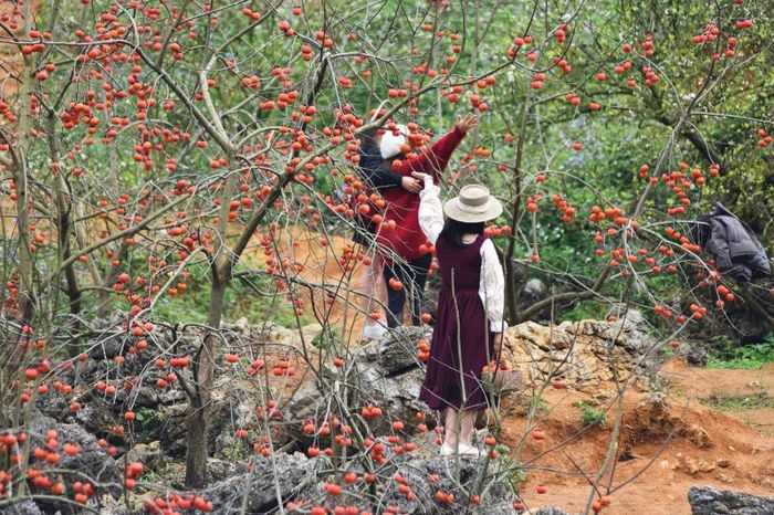 Mùa hồng chín Mộc Châu: Đẹp đến từng khung hình