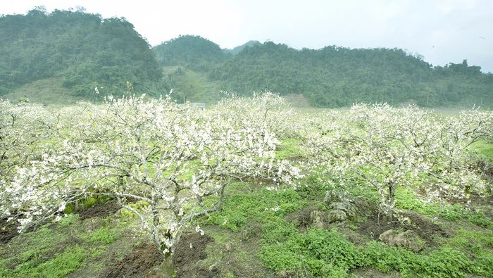 Đề xuất kế hoạch du lịch Mộc Châu mùa mận chín đầy thú vị nhất cho bạn số 4