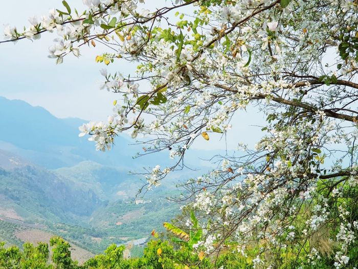 Tháng Ba, hoa ban Mộc Châu rực rỡ khắp vùng, hãy ghé thăm Mộc Châu ngay khi thời tiết đẹp nhất nhé!