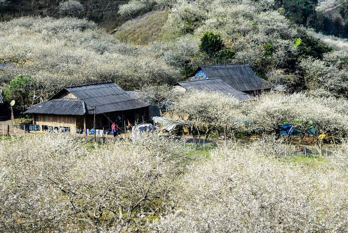 Hãy nhanh chóng ghi chú lại Cẩm nang du lịch Mộc Châu từ A đến Z