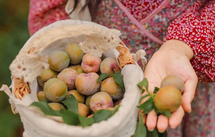 Đánh giá mùa mận hậu Mộc Châu cùng cô gái xinh đẹp Duyên Cao 4