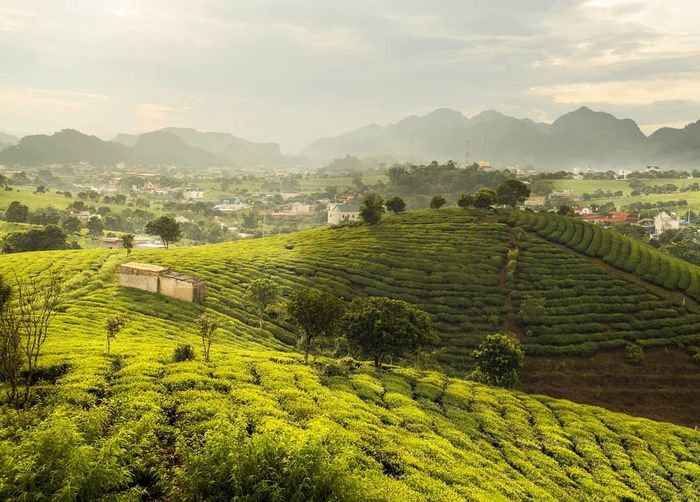 Đánh giá điểm check-in Mộc Châu tháng 12 - Những ngày cuối năm với sắc màu rực rỡ 2