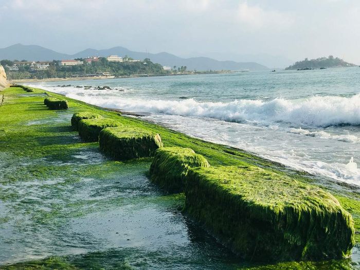 Bãi rêu Nha Trang - Khám phá vẻ đẹp tự nhiên đầy cuốn hút 5