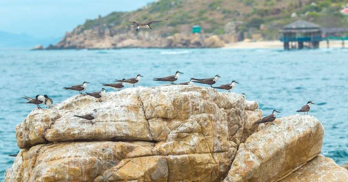 Đảo Yến - Hòn Nội Nha Trang, Nơi thần thoại tuyệt diệu với biển xanh nguyên sơ