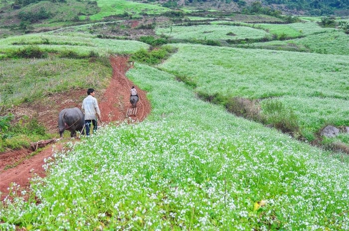 Đừng bỏ lỡ ghé đọc bài đánh giá về cao nguyên Mộc Châu với vẻ đẹp thơ mộng và hùng vĩ.