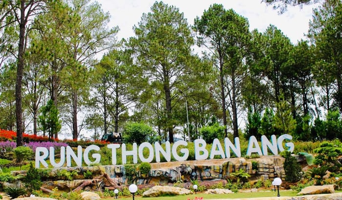 Đánh giá rừng thông Bản Áng – Không gian tự do, trong lành vùng Tây Bắc 3