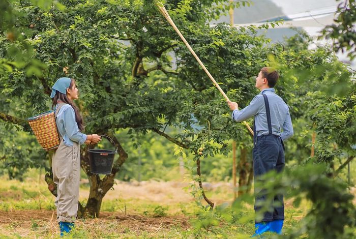 Đánh giá mùa mận hậu Mộc Châu cùng cô gái xinh đẹp Duyên Cao 2
