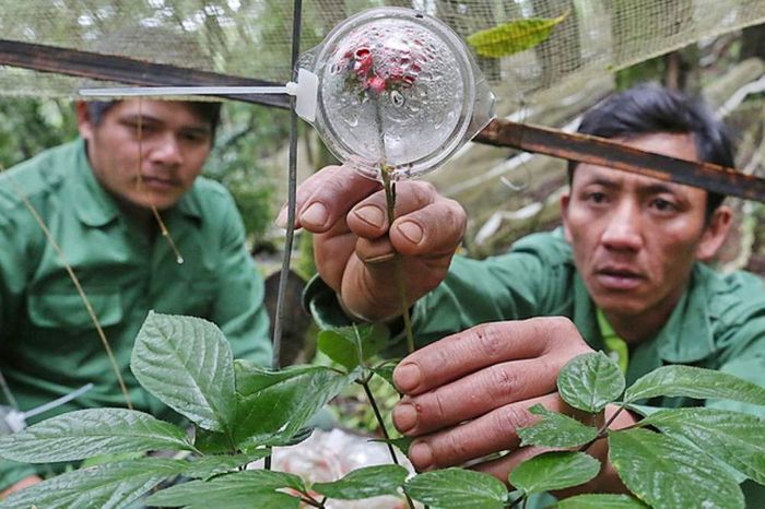 Sâm Ngọc Linh, biểu tượng quý của y học Việt Nam