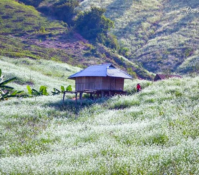 10 điểm du lịch Mộc Châu đẹp đầy cuốn hút lòng người