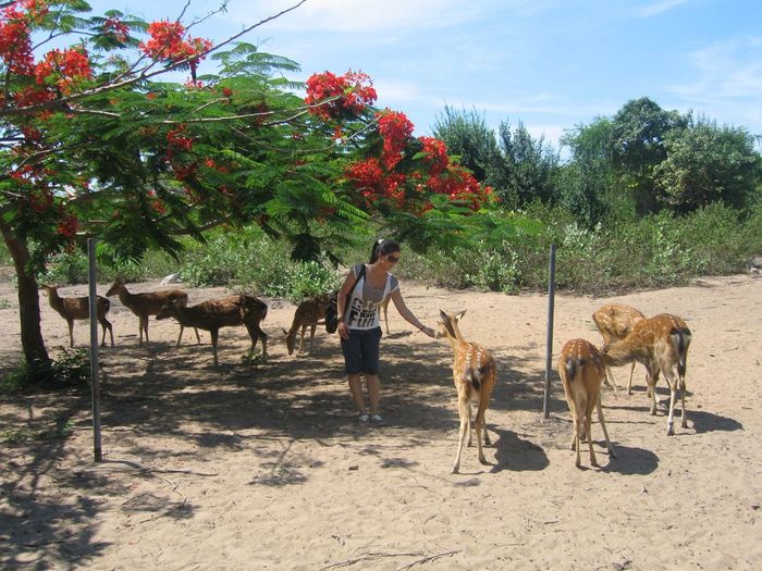 Khám phá vẻ đẹp thiên nhiên của đảo Hoa Lan Nha Trang